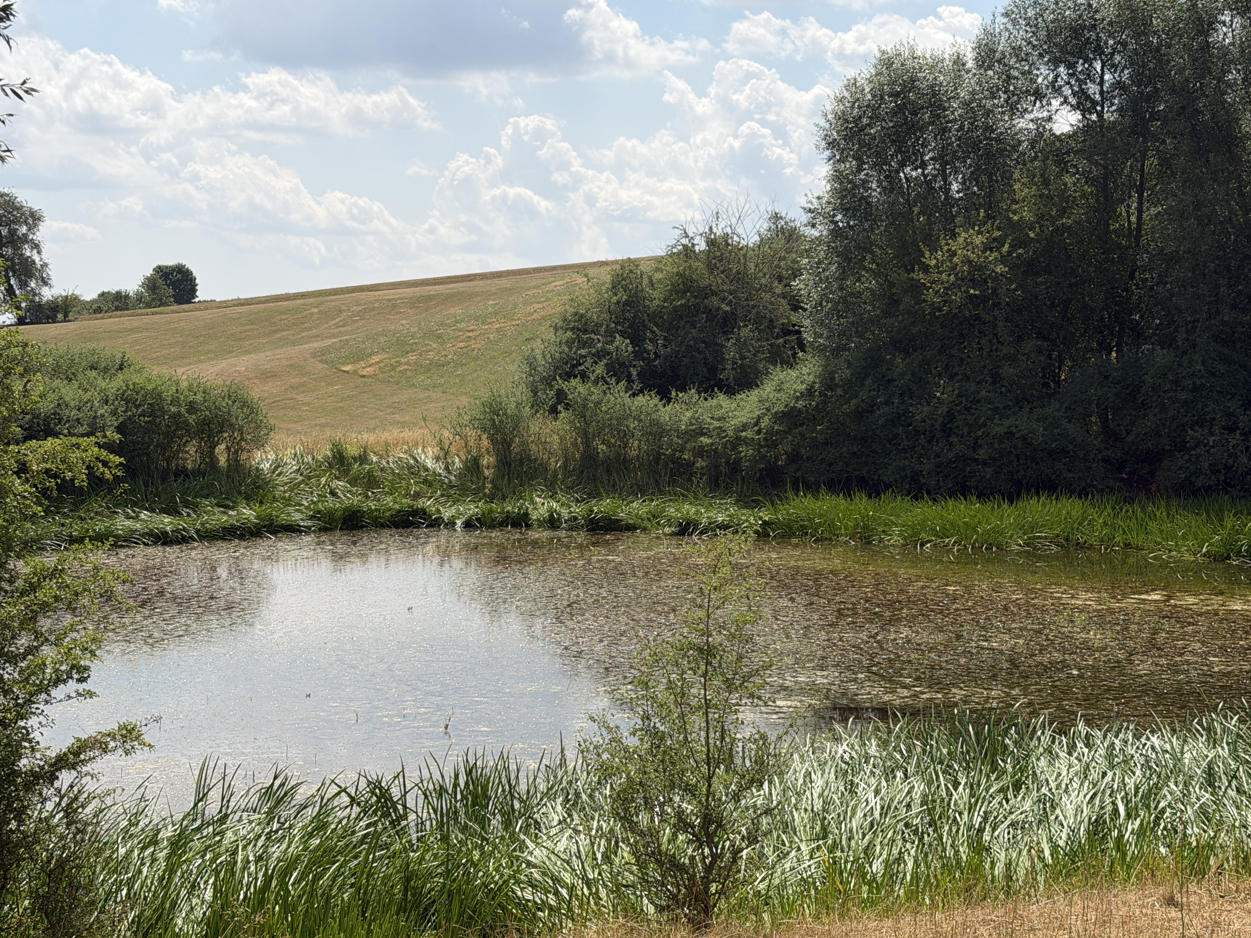 Natur als Programm im DC